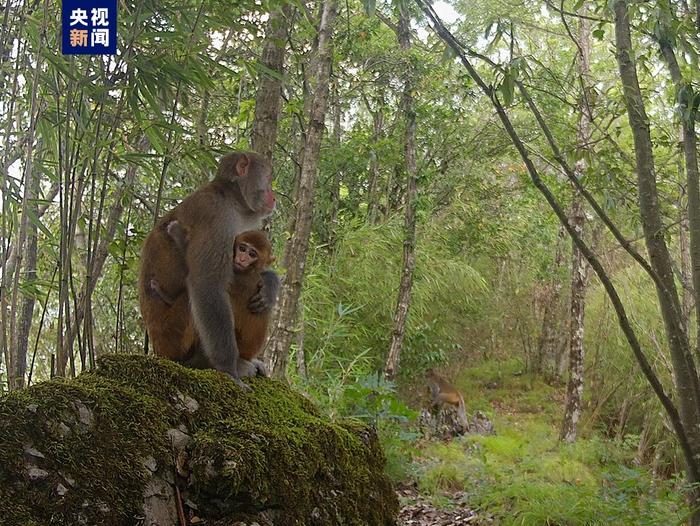 高萌预警！野生猕猴在这里成群出没