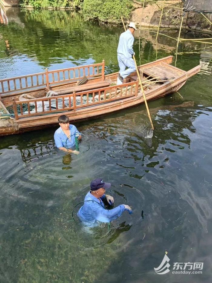 上海荷花睡莲展即将开幕，“清荷猗韵”等景点初步布置完成