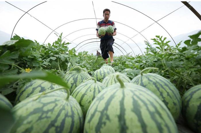 赏瀑漂流、采摘瓜果 贵州黔东南“消夏避暑游”喜迎八方客