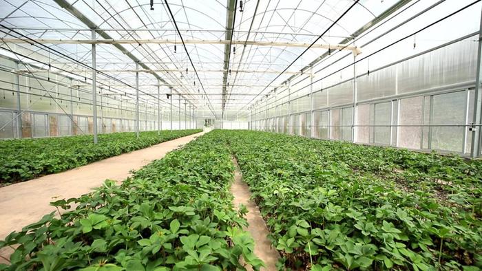 孕育健康与希望的田野：万亩茶园转型打造万亩中药产业园