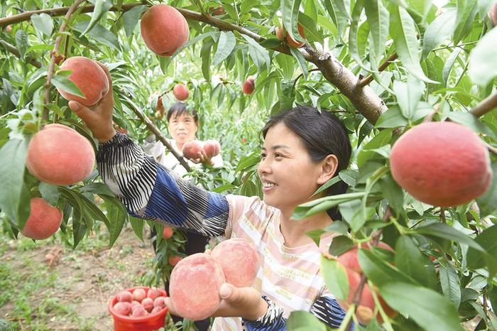 安徽省阜阳市颍泉区伍明镇齐营果园种植的13公顷水蜜桃、油桃和黄桃等优质水果陆续成熟上市