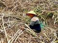 临沧永德：甘蔗产业呈恢复性增长