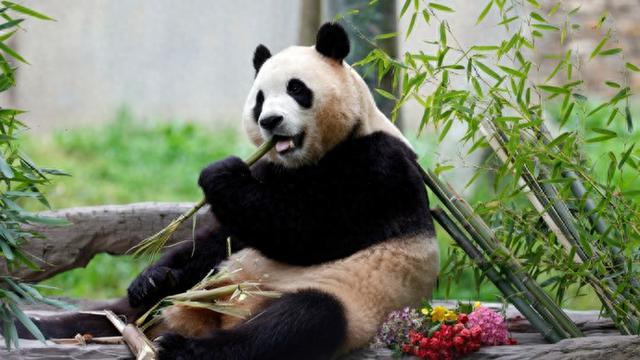 福宝、七仔……你所不知道的国宝大熊猫的另一面