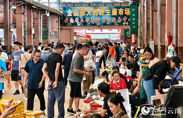 品牌云南丨“菌”是美味 识有妙招