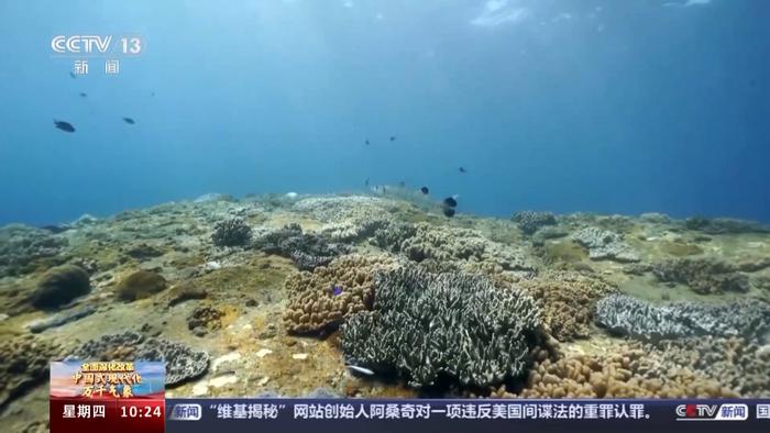 央媒看海南丨如何在三亚海底“种”珊瑚？一起沉浸式守护蔚蓝