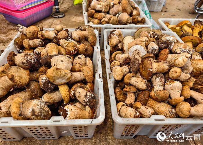 品牌云南丨“菌”是美味 识有妙招