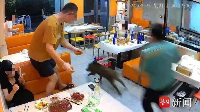 南京野猪凌晨闯进烧烤店，被一脚踹出
