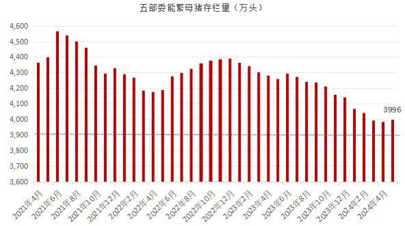 市场‖5月末能繁母猪存栏3996万头！2024年5月生猪产品数据发布