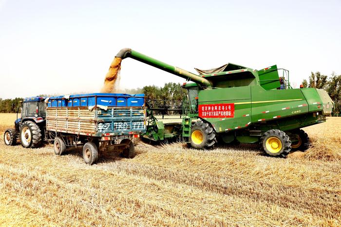 一师阿拉尔市冬小麦大面积单产创南疆高产纪录