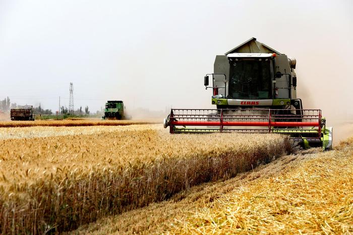 一师阿拉尔市冬小麦大面积单产创南疆高产纪录