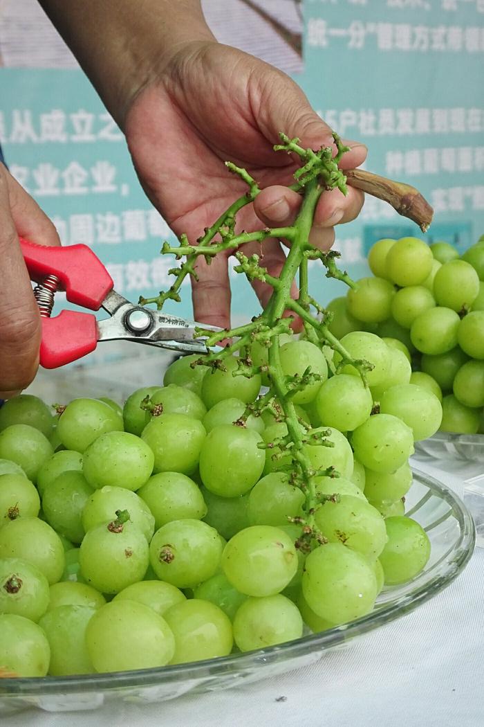 “甜蜜生活在宾川”！这么多种葡萄，够不够实现水果自由