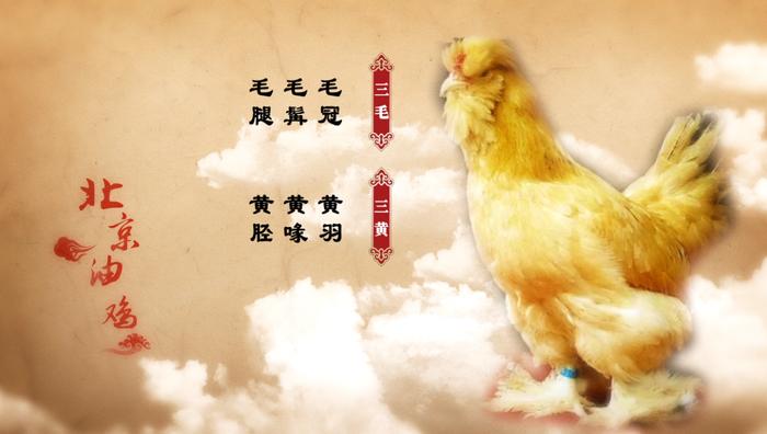 “农庄具鸡黍，趣味乡野间” 走进“北京油鸡”的美味世界
