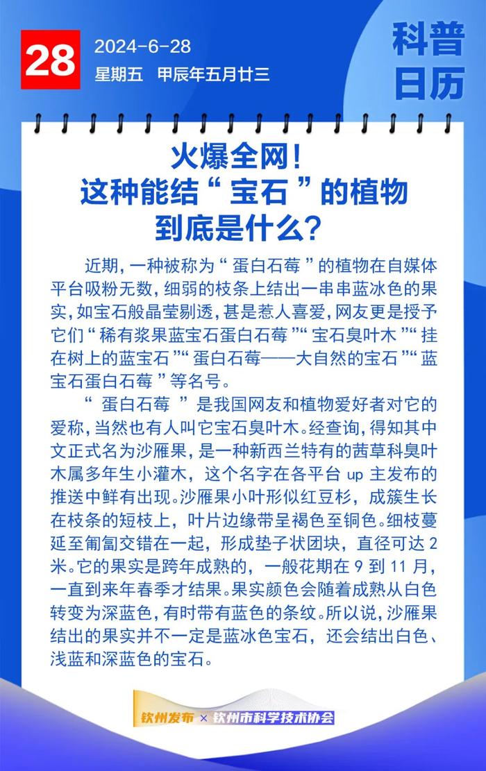 钦州科普日历丨火爆全网！这种能结“宝石”的植物到底是什么？