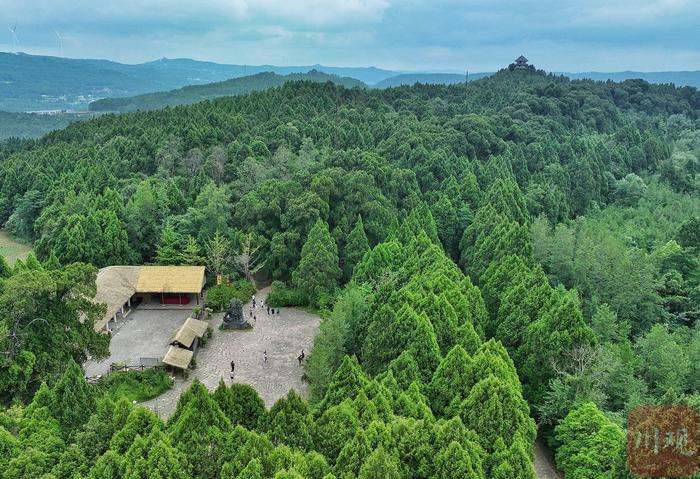 C视频｜保护千年古树名木 翠云廊古柏住进“示范小区”