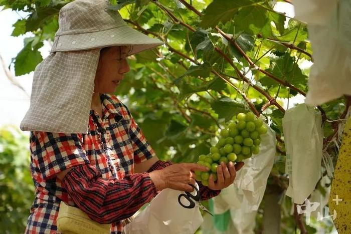 票价公布！与深中通道同步开通 | 早安，中山