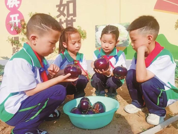 姚寨小学举办劳动实践基地成果展示