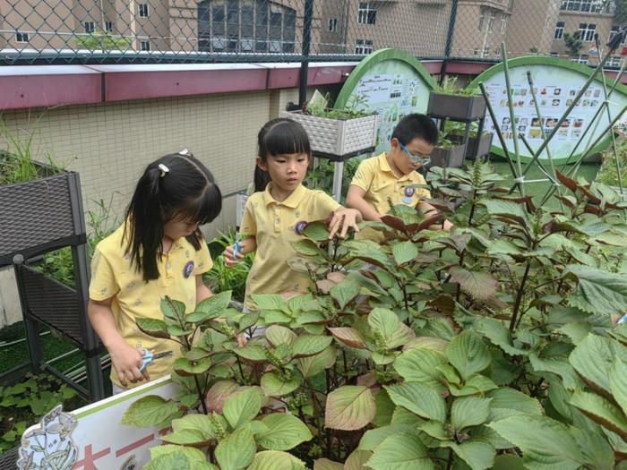 百草浸润“童心”！中医药文化在泉州这所学校绽放……