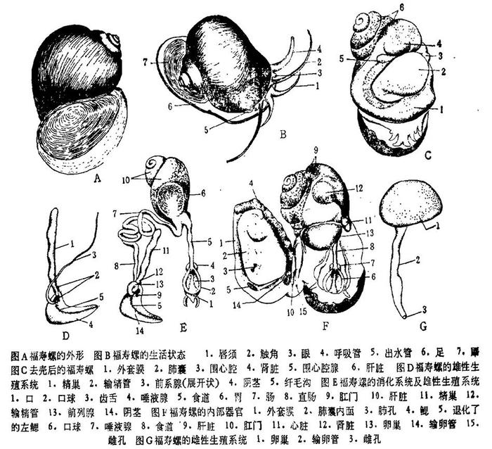 紧急提醒：太可怕，别乱吃！一只就有几千条寄生虫，“伪装”后流入市场，一年销量几百吨...官方通报→