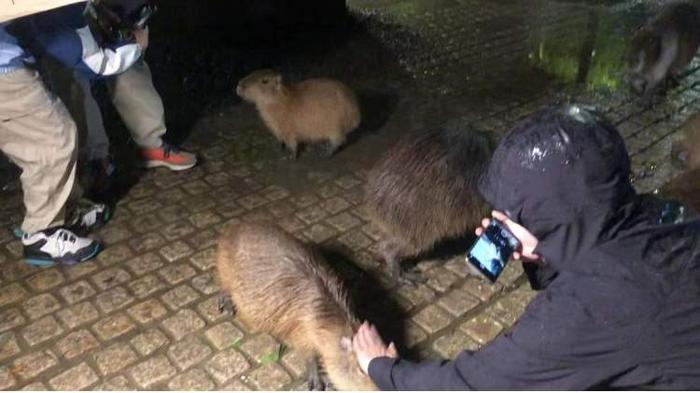 【夜色中乘车穿越猛兽区，你来吗？上海野生动物园“夜公园”即将正式开放- 周到上海】