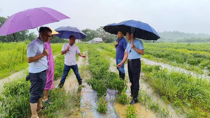 抗洪救灾，中国农科院蔬菜产业专家团在行动