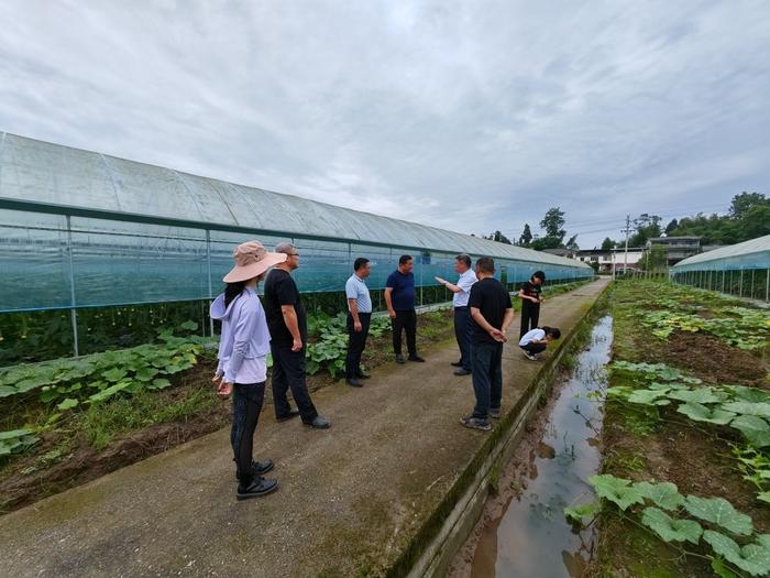 抗洪救灾，中国农科院蔬菜产业专家团在行动