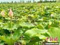 （乡村行·看振兴）江西南昌：特色产业迎丰收 农民致富“有奔头”