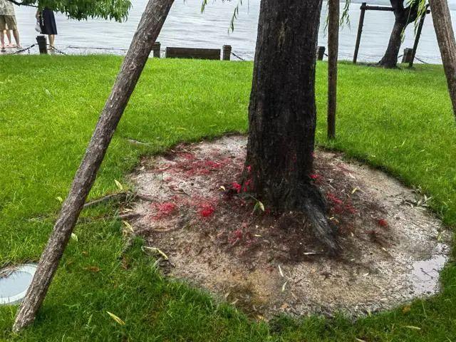 “双黄”预警高挂，上海启动三级响应！这地居民苦不堪言：一到梅雨就恶臭，怎么回事？