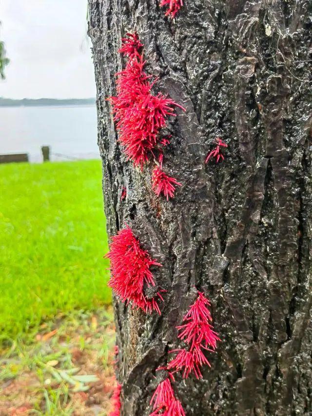 “双黄”预警高挂，上海启动三级响应！这地居民苦不堪言：一到梅雨就恶臭，怎么回事？