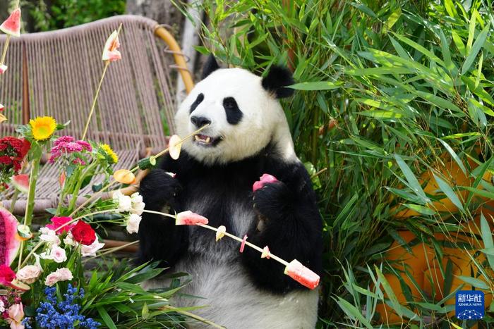 青海西宁：大熊猫的高原夏日生活