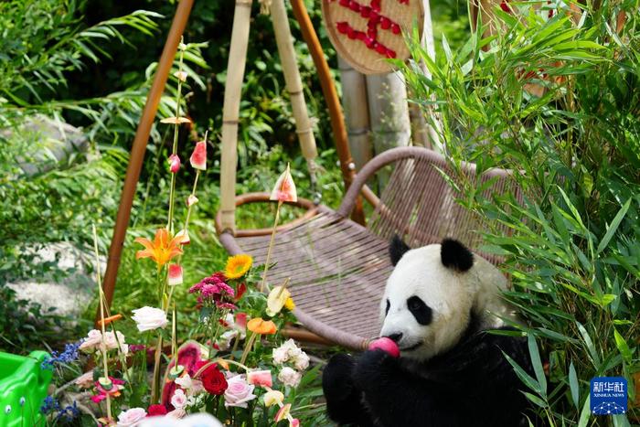 青海西宁：大熊猫的高原夏日生活