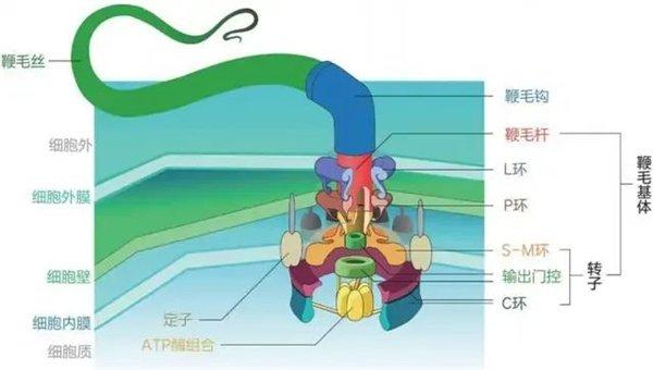 细菌鞭毛马达：最不寻常的生物结构 质子动力每分钟10万转