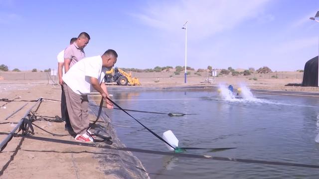 塔克拉玛干沙漠迎来5万“海洋居民”