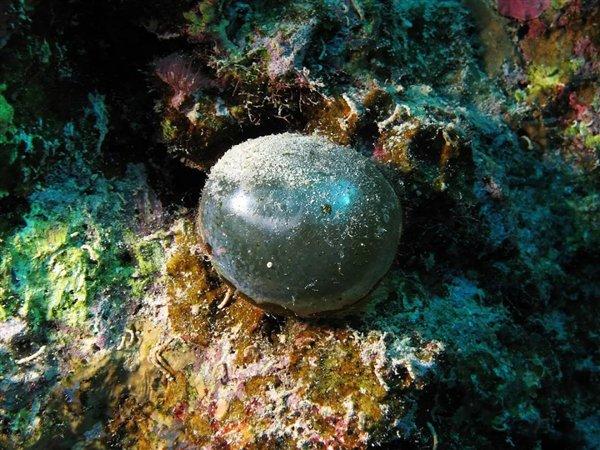 海葡萄：5厘米大的球 其实就是一个细胞