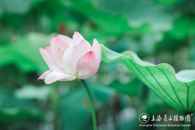 美出新高度！来辰山荷塘听雨赏花