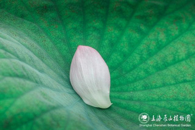 美出新高度！来辰山荷塘听雨赏花