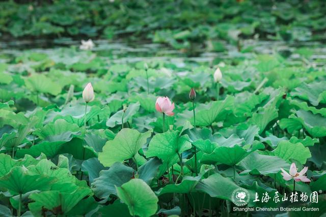 美出新高度！来辰山荷塘听雨赏花