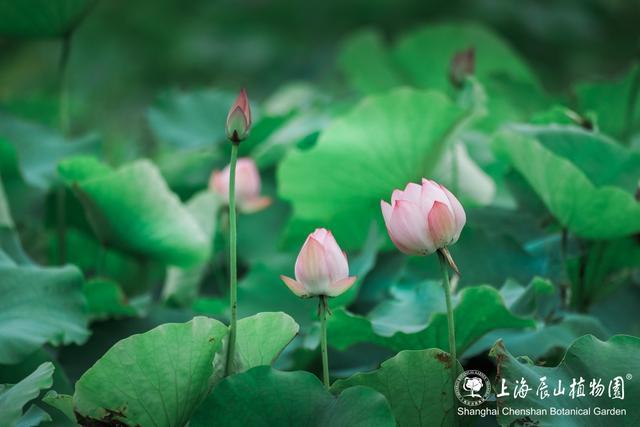 美出新高度！来辰山荷塘听雨赏花