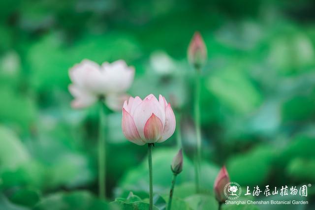 美出新高度！来辰山荷塘听雨赏花