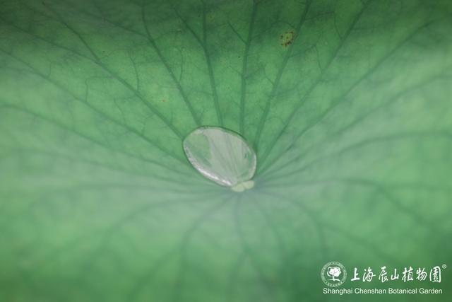 美出新高度！来辰山荷塘听雨赏花