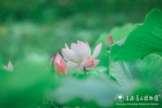 美出新高度！来辰山荷塘听雨赏花