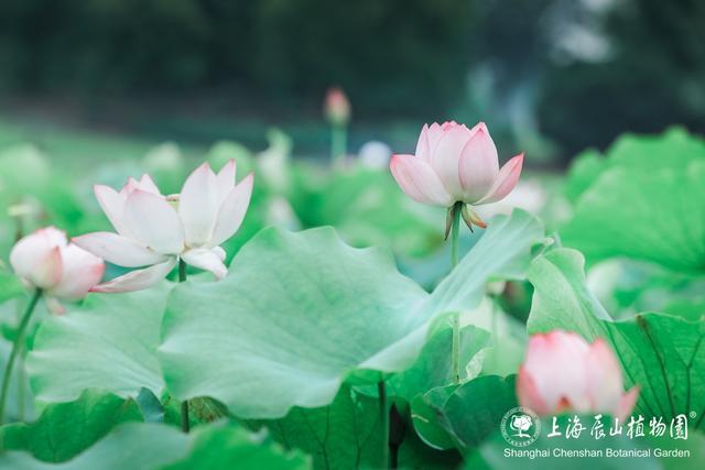 美出新高度！来辰山荷塘听雨赏花