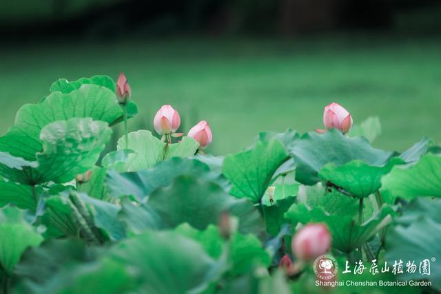 美出新高度！来辰山荷塘听雨赏花