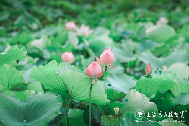 美出新高度！来辰山荷塘听雨赏花