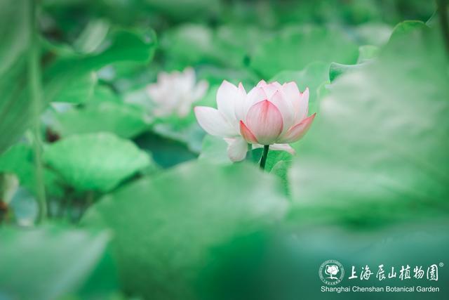 美出新高度！来辰山荷塘听雨赏花