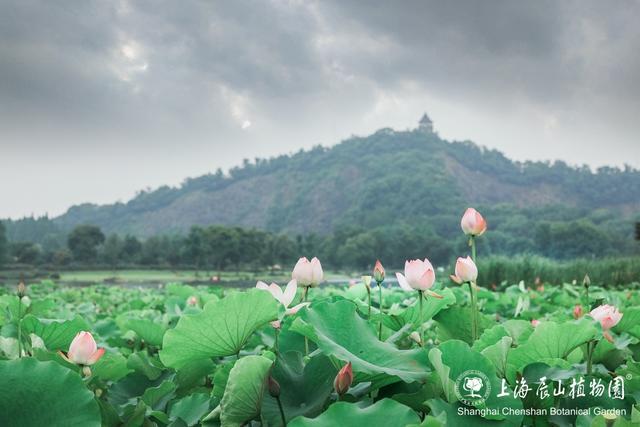 美出新高度！来辰山荷塘听雨赏花