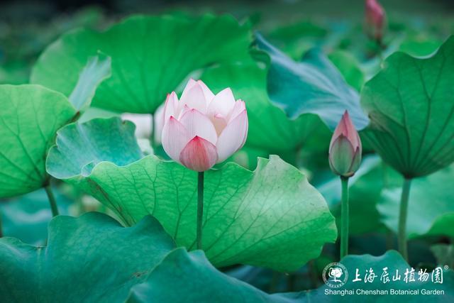 美出新高度！来辰山荷塘听雨赏花