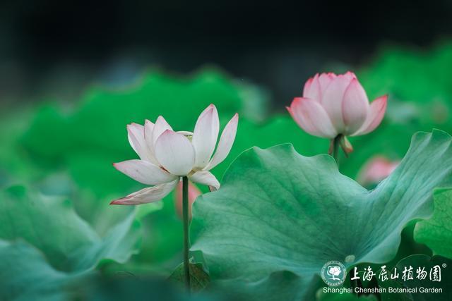 美出新高度！来辰山荷塘听雨赏花