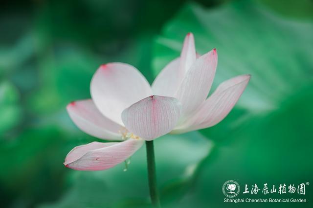 美出新高度！来辰山荷塘听雨赏花