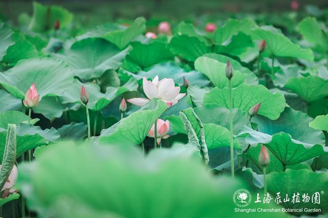 美出新高度！来辰山荷塘听雨赏花