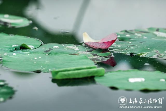 美出新高度！来辰山荷塘听雨赏花